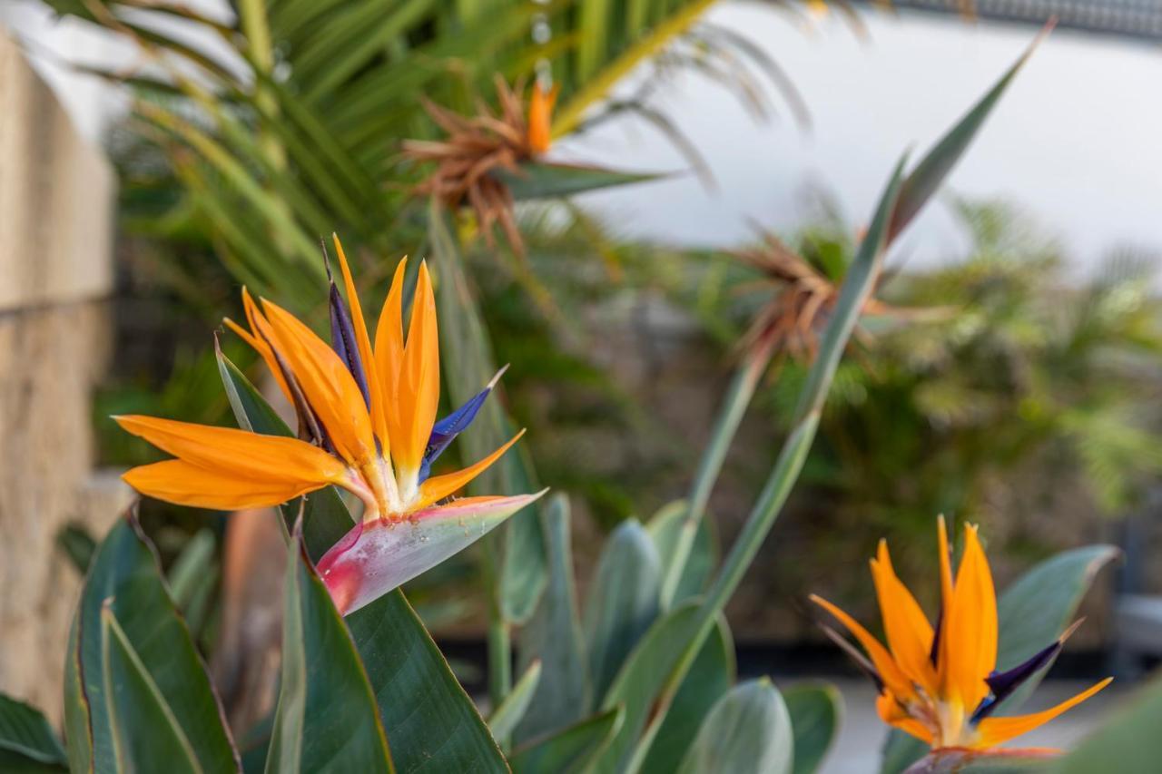 Medano4You The Strelitzia Terrace Эль-Медано Экстерьер фото